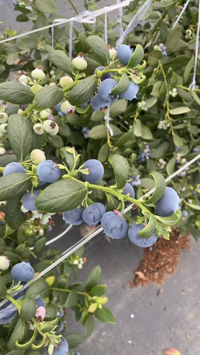 云南玉溪精品蓝莓/建水蓝莓/蒙自蓝莓大量现货