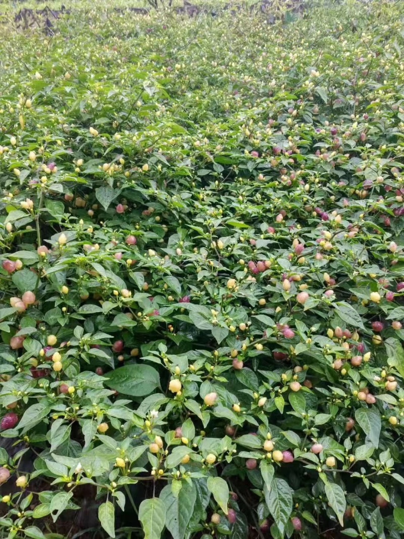 广西七彩泡椒