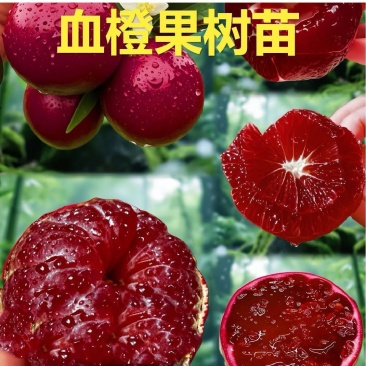 红皮血橙果树苗嫁接冰糖血橙橙子盆栽地栽南北方种植紫皮