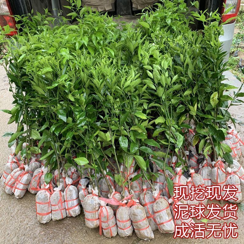 红皮血橙果树苗嫁接冰糖血橙橙子盆栽地栽南北方种植紫皮
