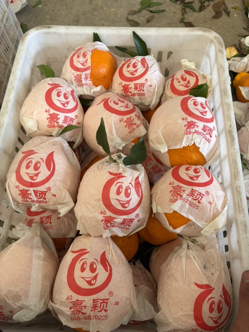 精品大炮高次