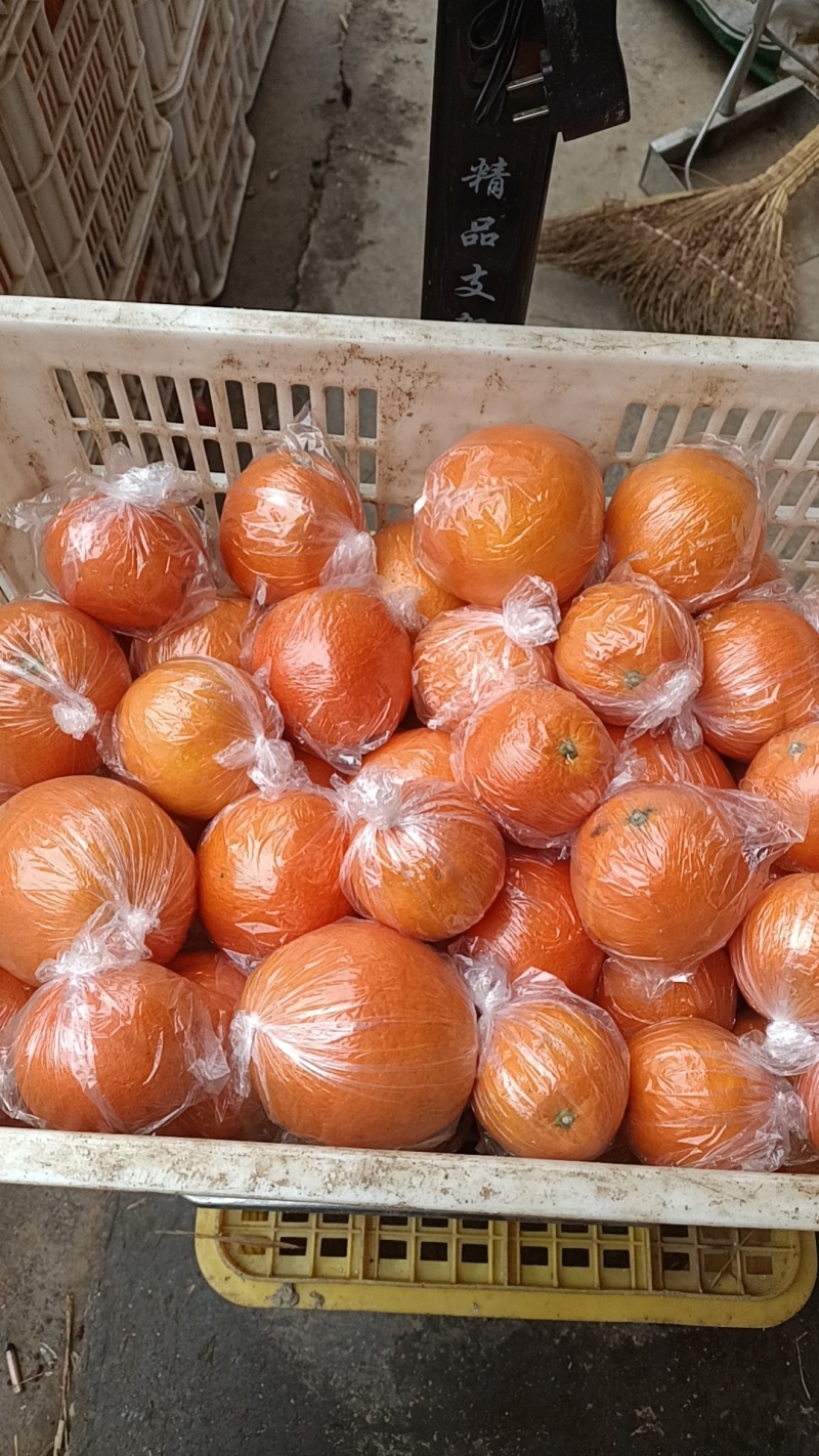 高山特色种植脐橙纯甜美味