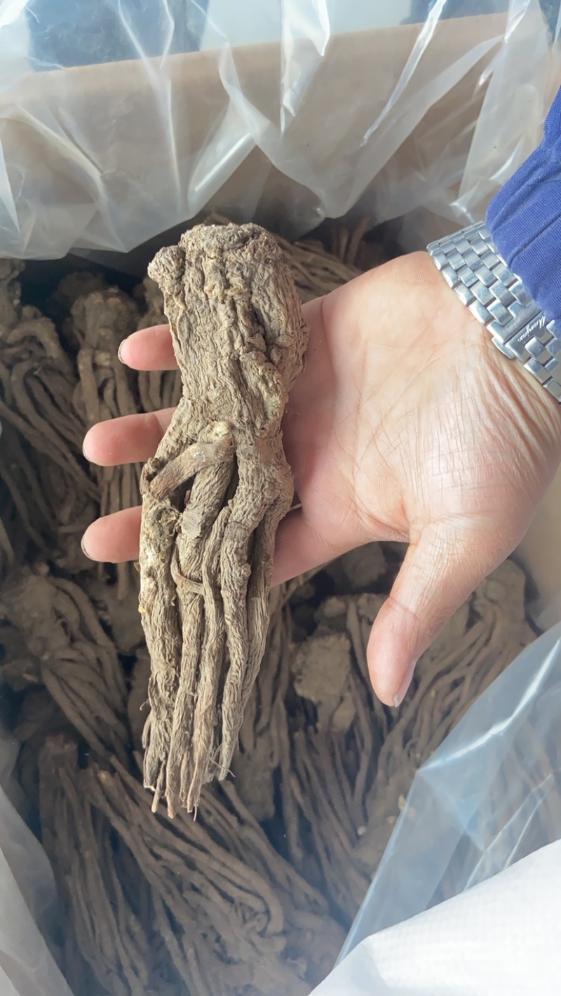 正宗甘肃岷县当归千年药乡掐尾当归无硫