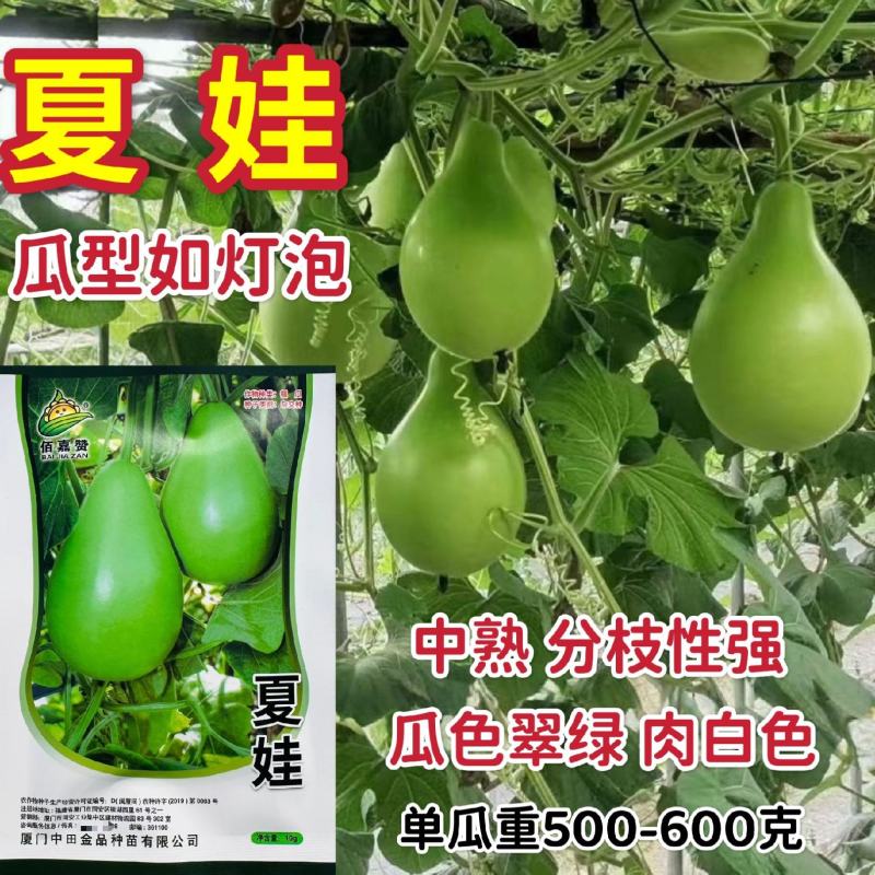 耐热夏娃瓠瓜种子灯泡形蒲瓜种籽瓜皮翠绿圆葫芦瓜种籽春秋