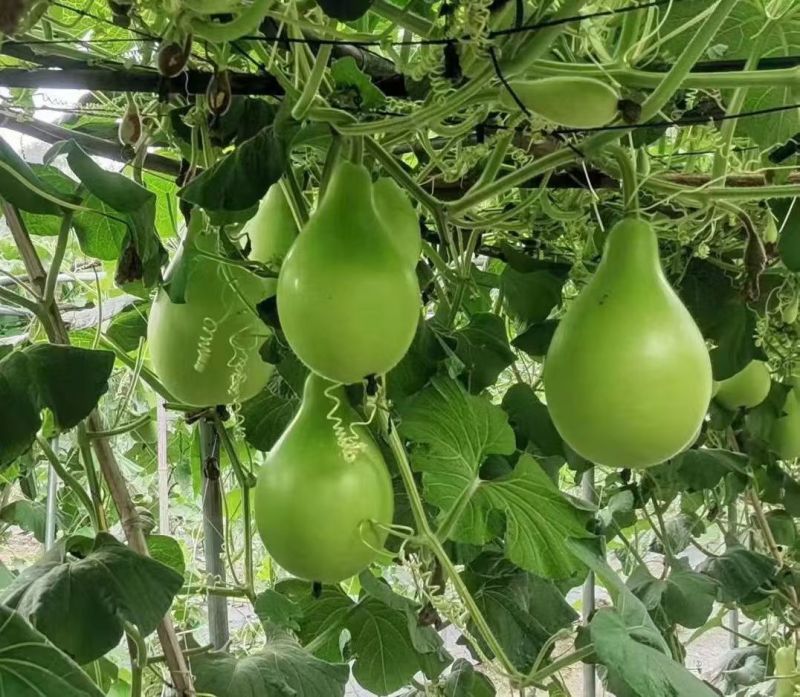 耐热夏娃瓠瓜种子灯泡形蒲瓜种籽瓜皮翠绿圆葫芦瓜种籽春秋