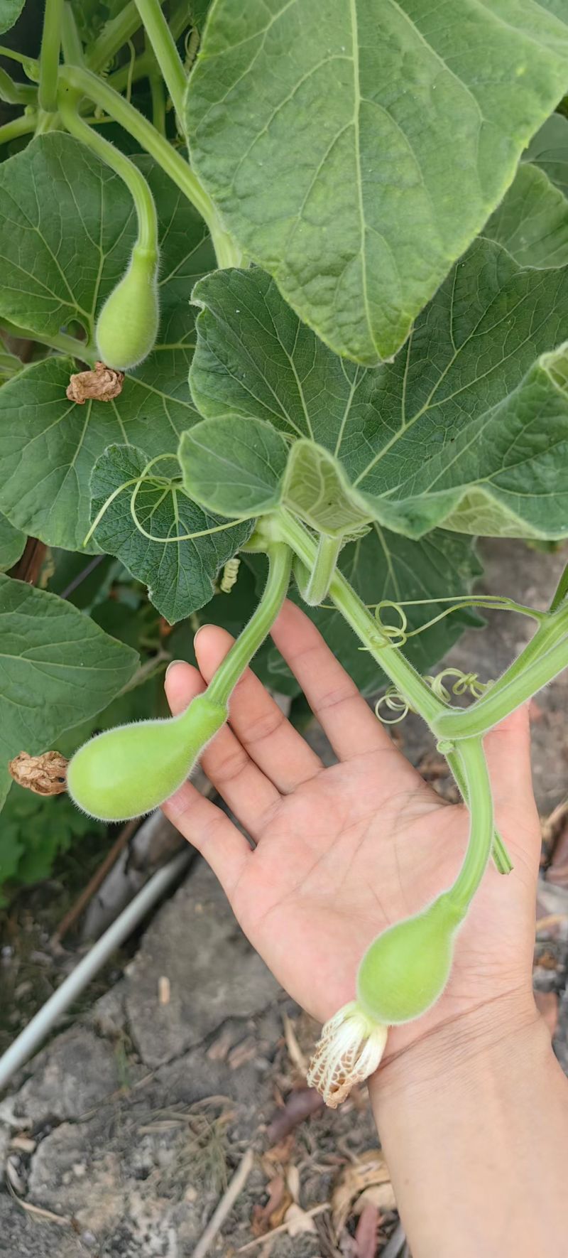 耐热夏娃瓠瓜种子灯泡形蒲瓜种籽瓜皮翠绿圆葫芦瓜种籽春秋