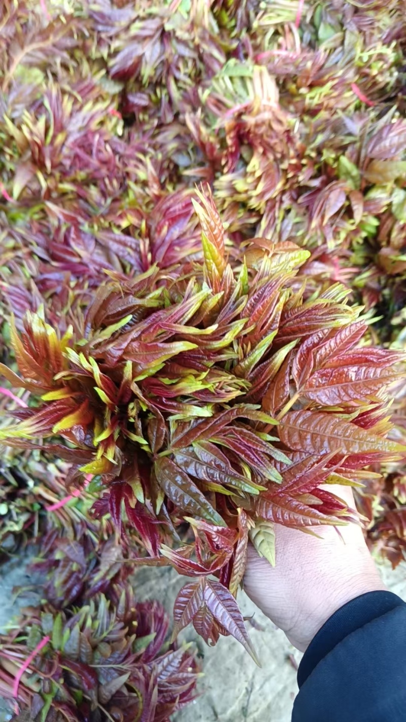 红油六号香椿