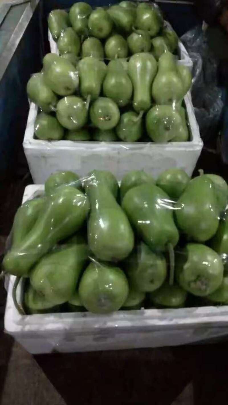 精品瓠瓜大量供应，全国发货，保质保量，可视频看货