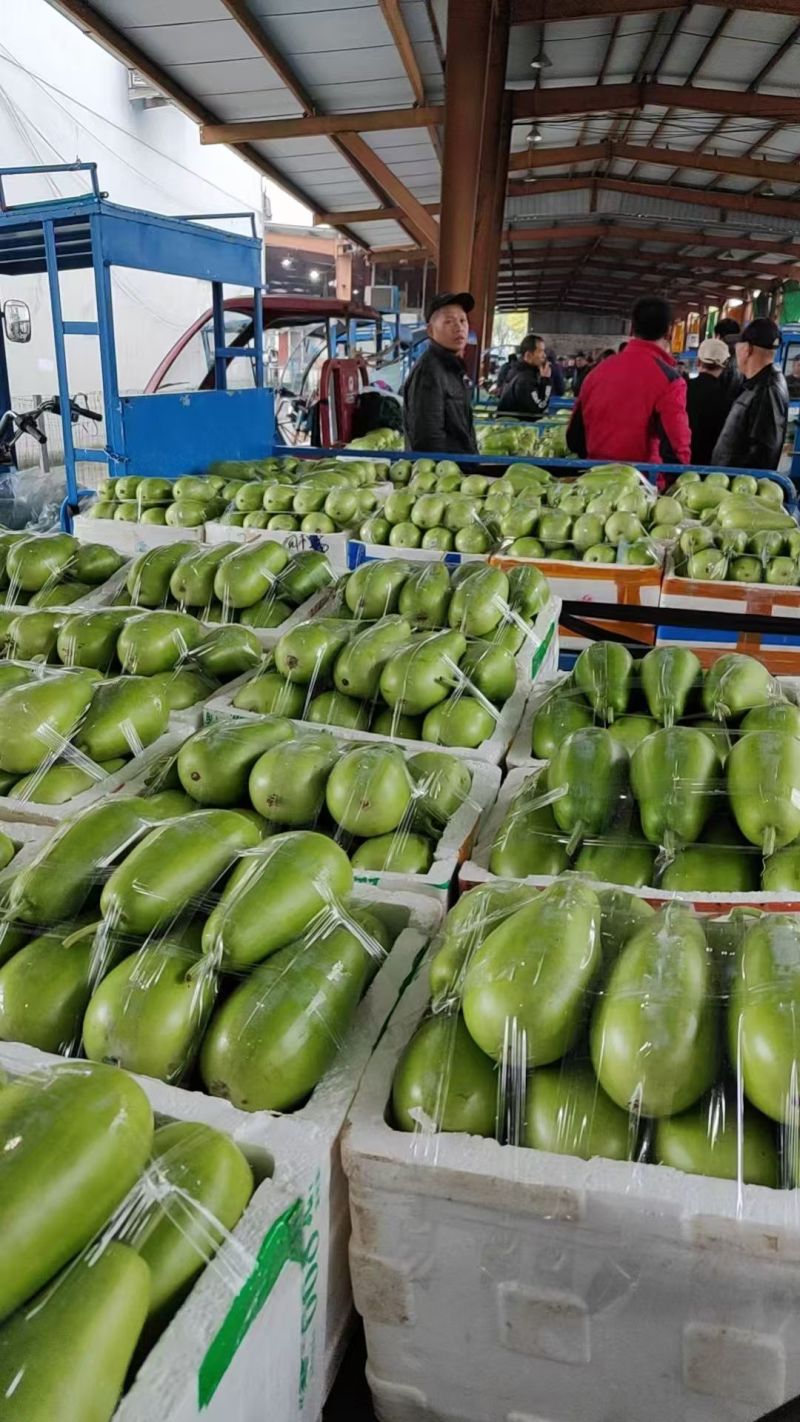 精品瓠瓜大量供应，全国发货，保质保量，可视频看货