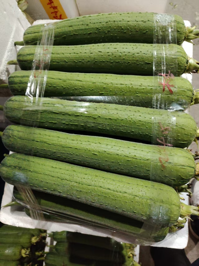 温州肉丝瓜，基地直发，诚信经营，可对接电商商超，量大从优