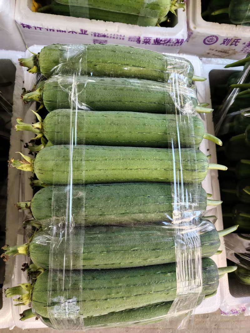 温州肉丝瓜，基地直发，诚信经营，可对接电商商超，量大从优