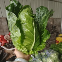牛心包菜牛心菜，湖北牛心菜原产地供应保质保量