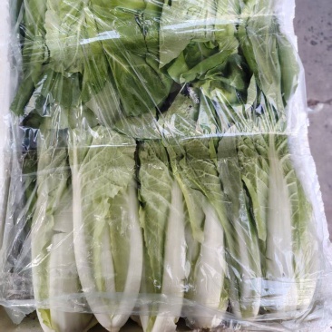 精品小白菜温州青菜，产地直发，保质保量，货源充足，诚信经营
