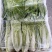 精品小白菜温州青菜，产地直发，保质保量，货源充足，诚信经营