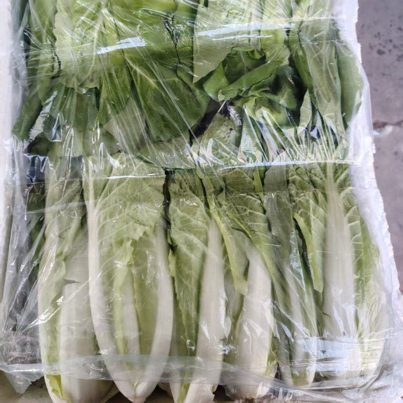 精品小白菜温州青菜，产地直发，保质保量，货源充足，诚信经营