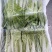 精品小白菜温州青菜，产地直发，保质保量，货源充足，诚信经营