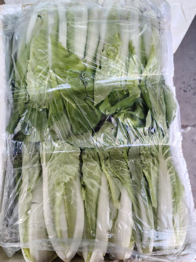 精品小白菜温州青菜，产地直发，保质保量，货源充足，诚信经营
