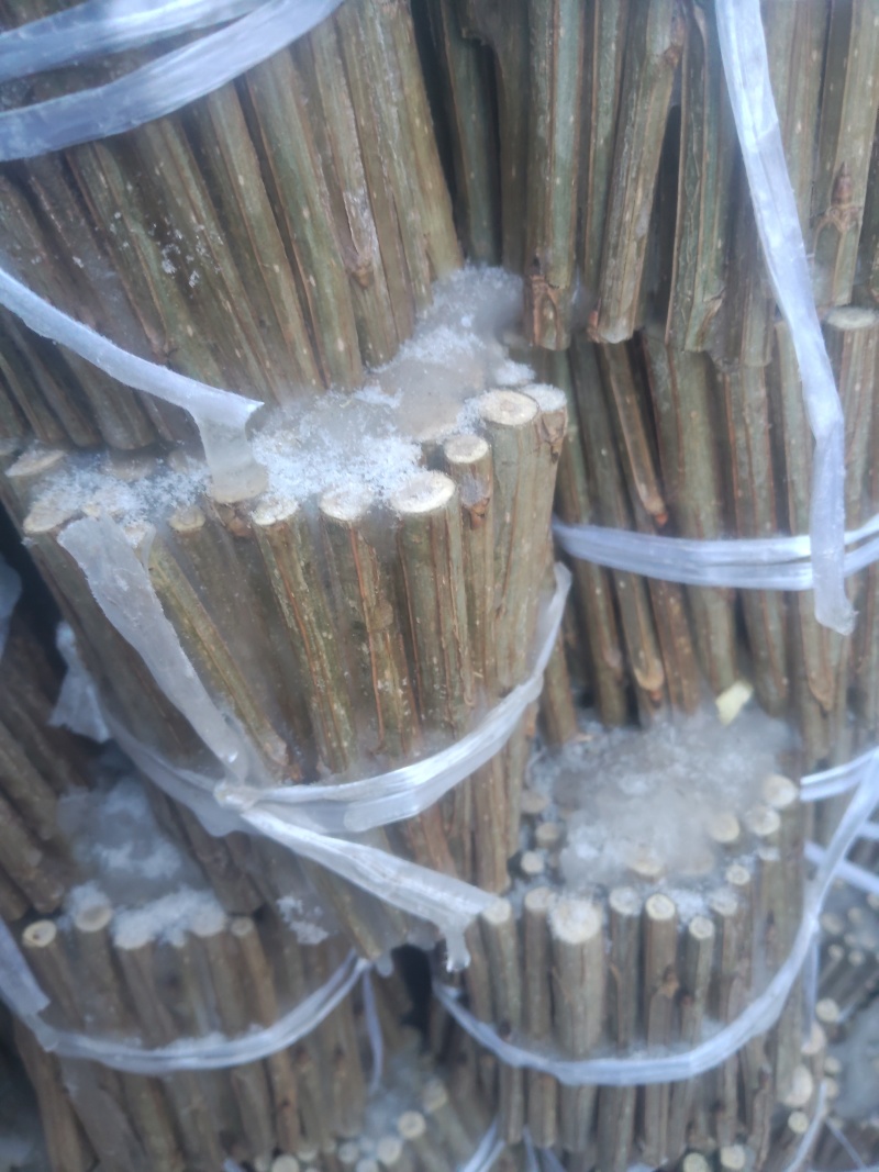 纯种小城黑杨树种穗
