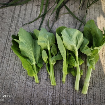 白菜苔精品白菜苔白菜芯湖北白菜苔原产地供应