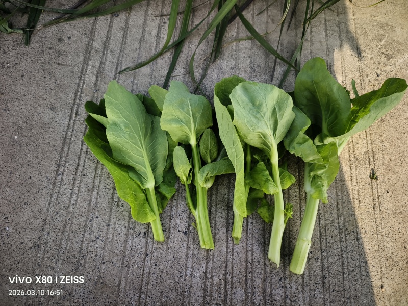 白菜苔精品白菜苔白菜芯湖北白菜苔原产地供应