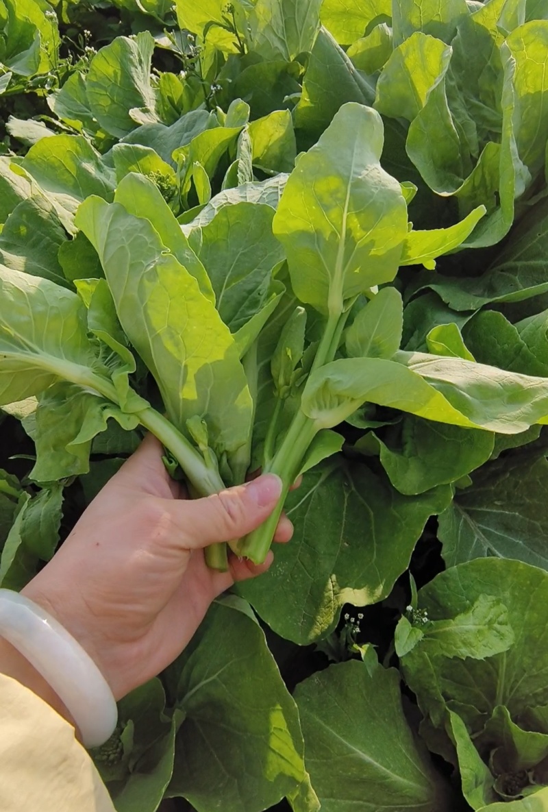 白菜苔精品白菜苔白菜芯湖北白菜苔原产地供应