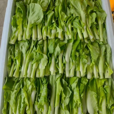 白菜苔，红菜苔