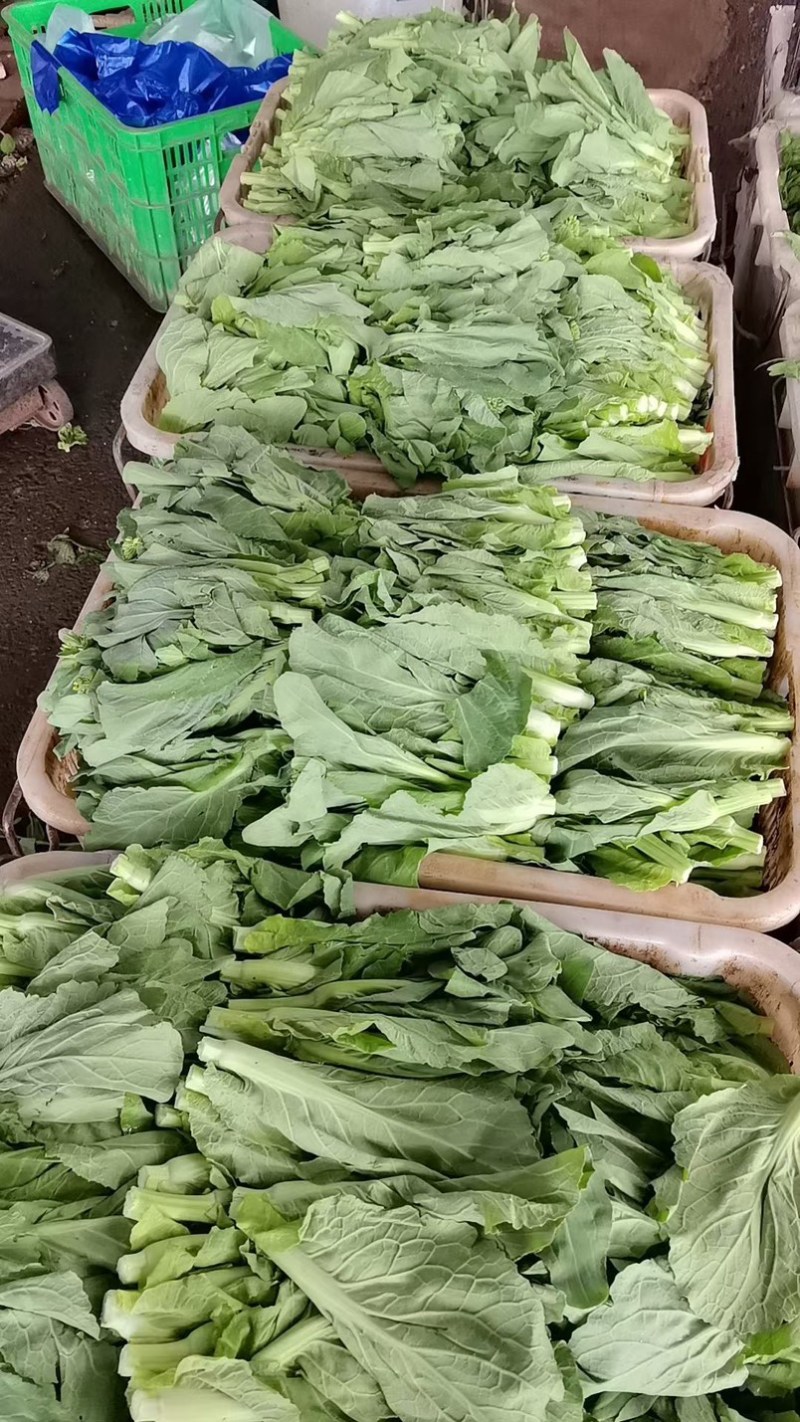 白菜苔，红菜苔