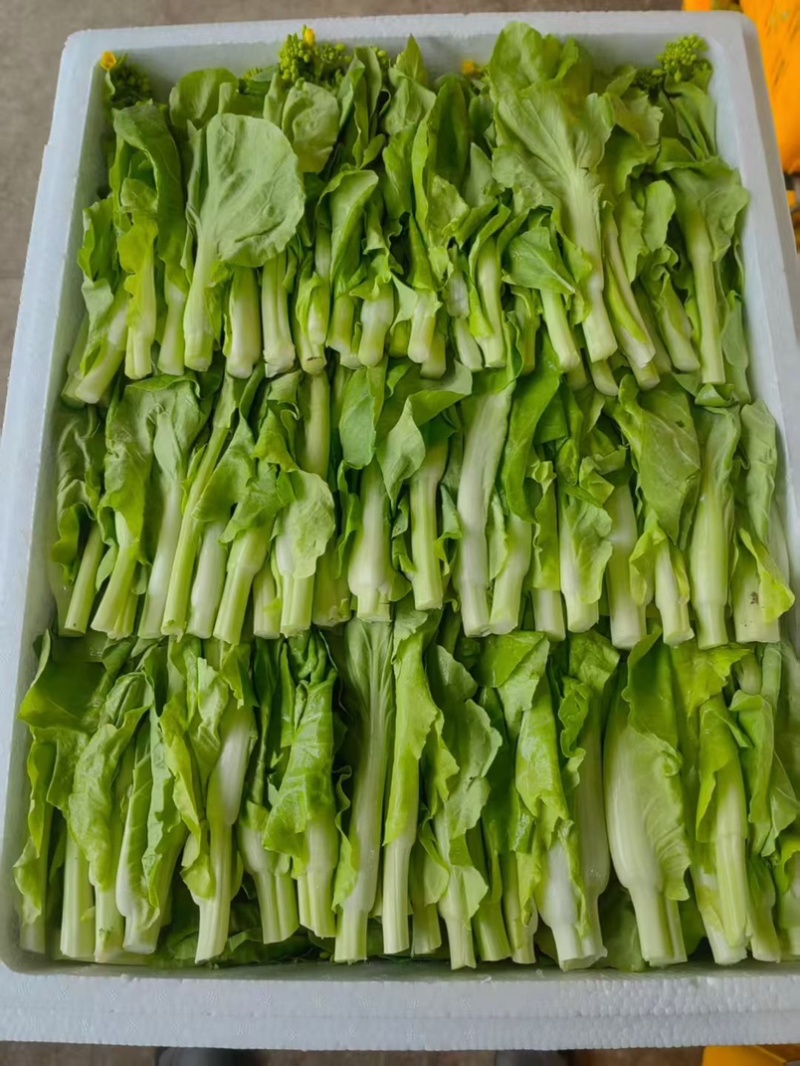 白菜苔，红菜苔