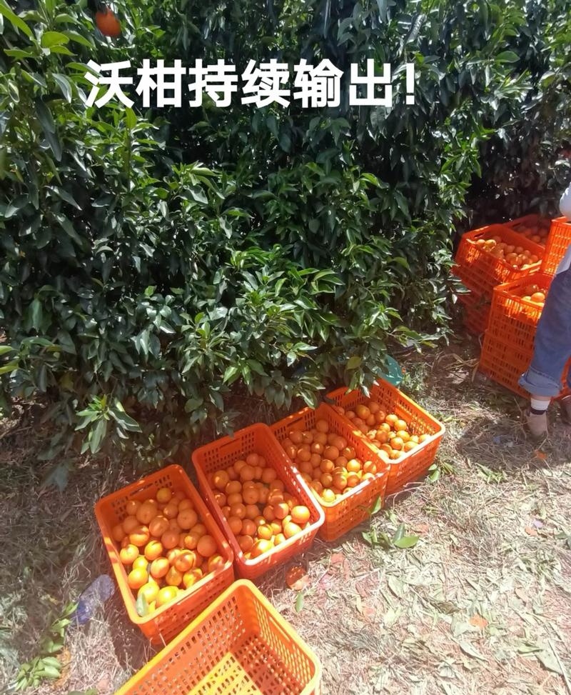 云南沃柑/基地直发【商超电商批发团购】可全国发货