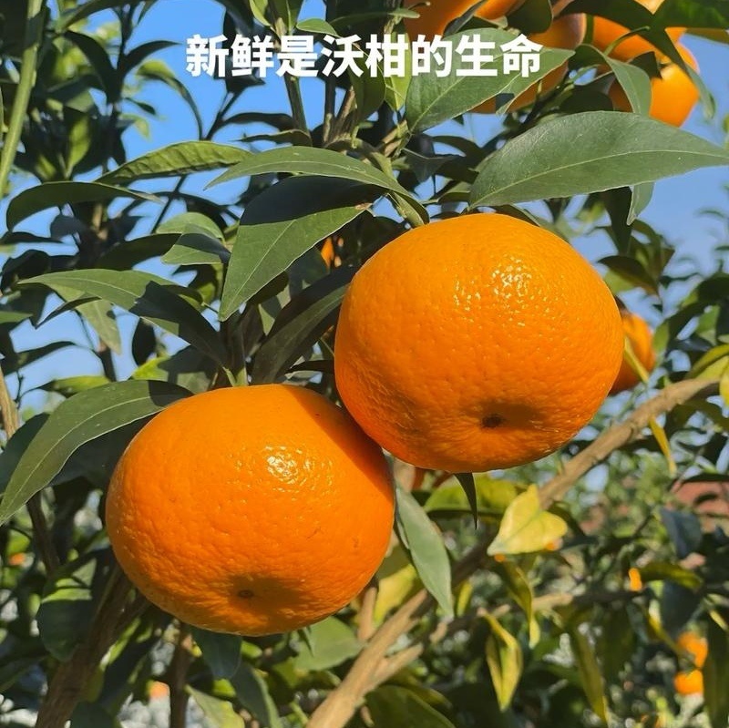云南沃柑/基地直发【商超电商批发团购】可全国发货