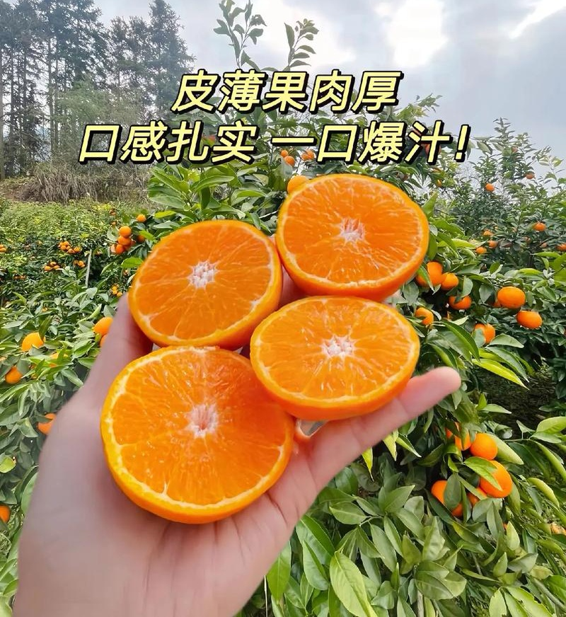 云南沃柑/基地直发【商超电商批发团购】可全国发货
