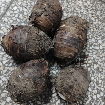 湖北黄石，自己种的荔浦芋头，有四千斤