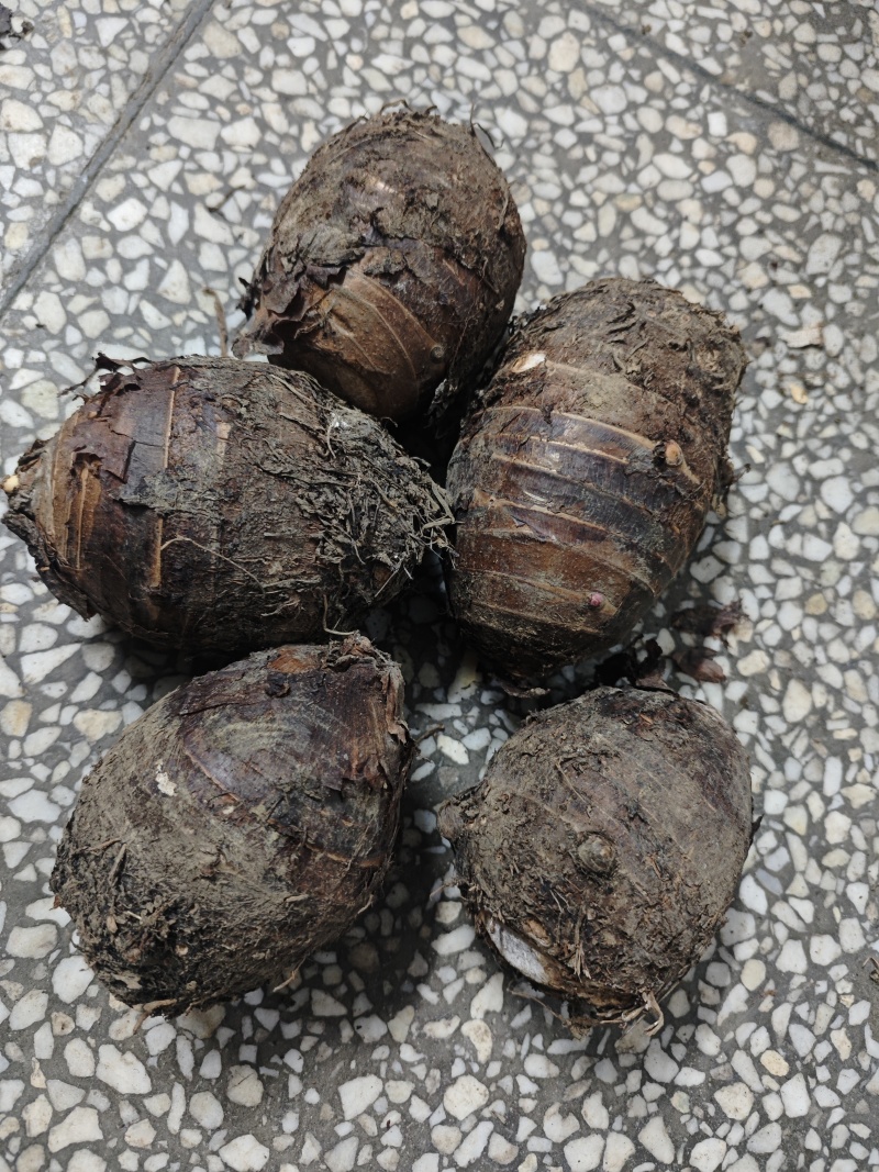湖北黄石，自己种的荔浦芋头，有四千斤