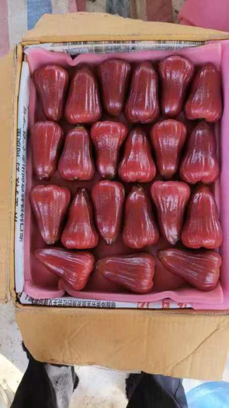 黑金钢莲雾