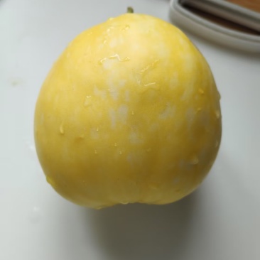 星甜甜瓜准备上市
