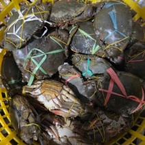 青膏蟹567成膏200300规格