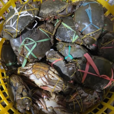 青膏蟹567成膏200300规格