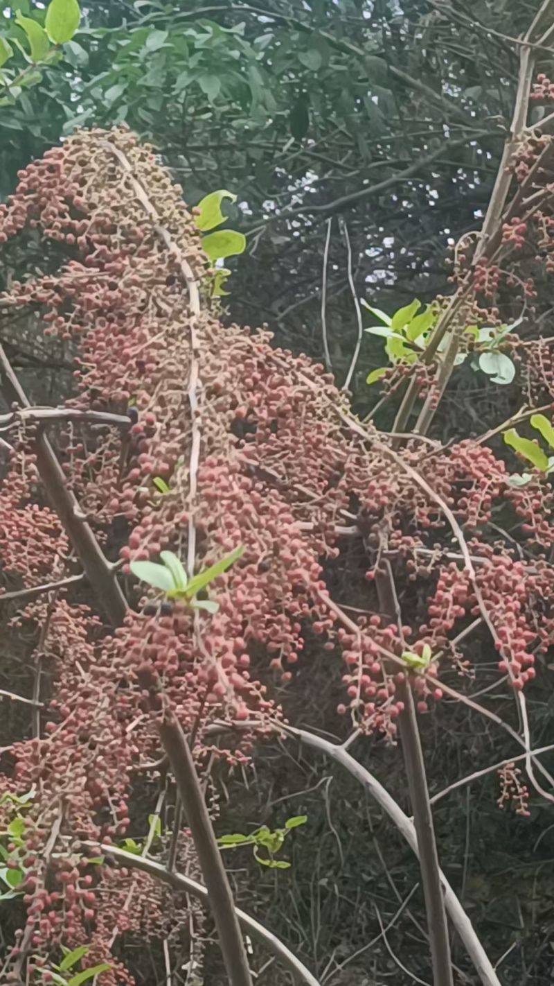 水马桑