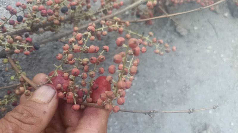 水马桑