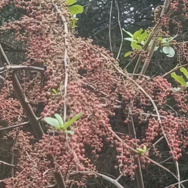 水马桑