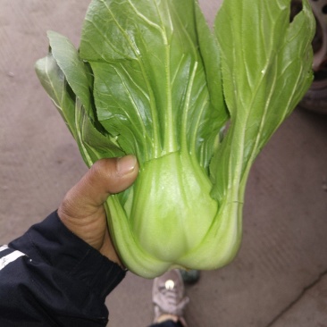青菜白菜茼蒿生菜香菜