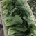 青菜白菜茼蒿生菜香菜