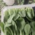 青菜白菜茼蒿生菜香菜