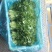 青菜白菜茼蒿生菜香菜