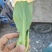 青菜白菜茼蒿生菜香菜