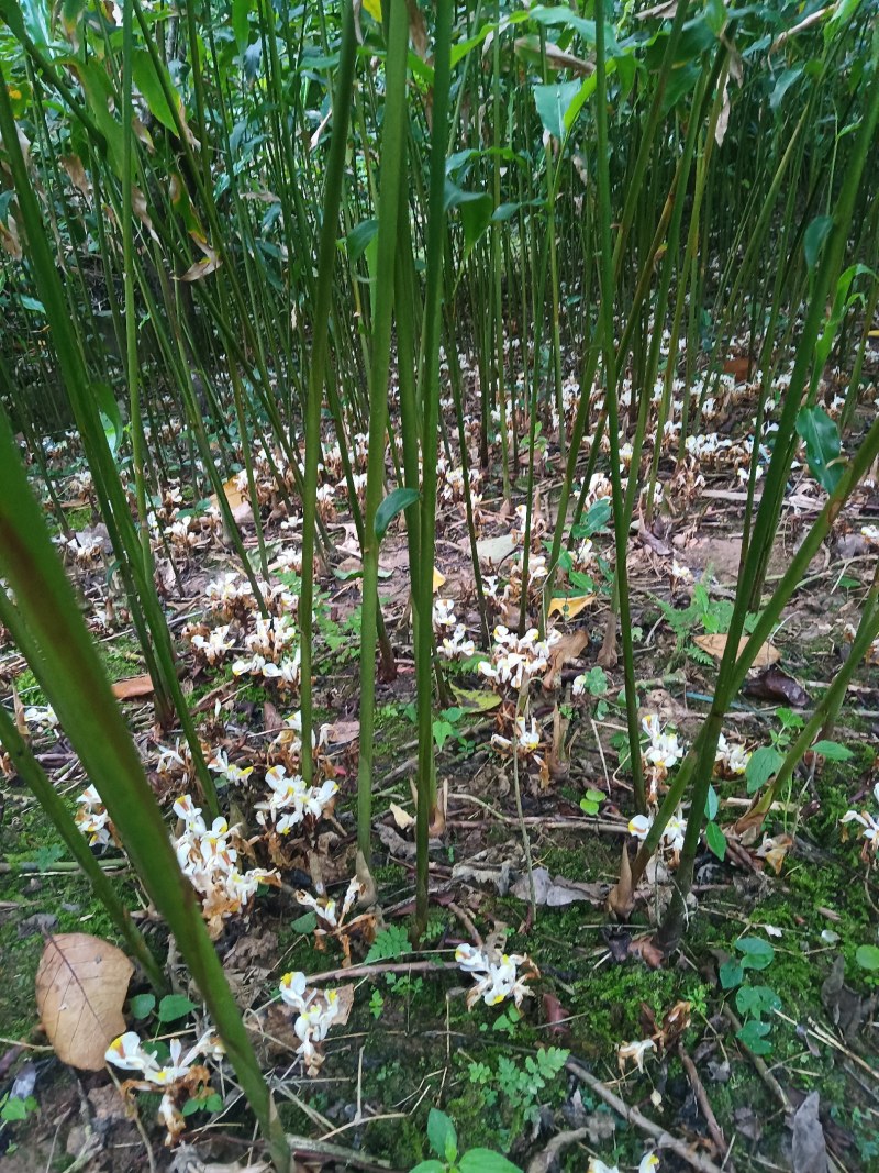 正宗阳春市春砂仁产地直销靓品种黄苗仔