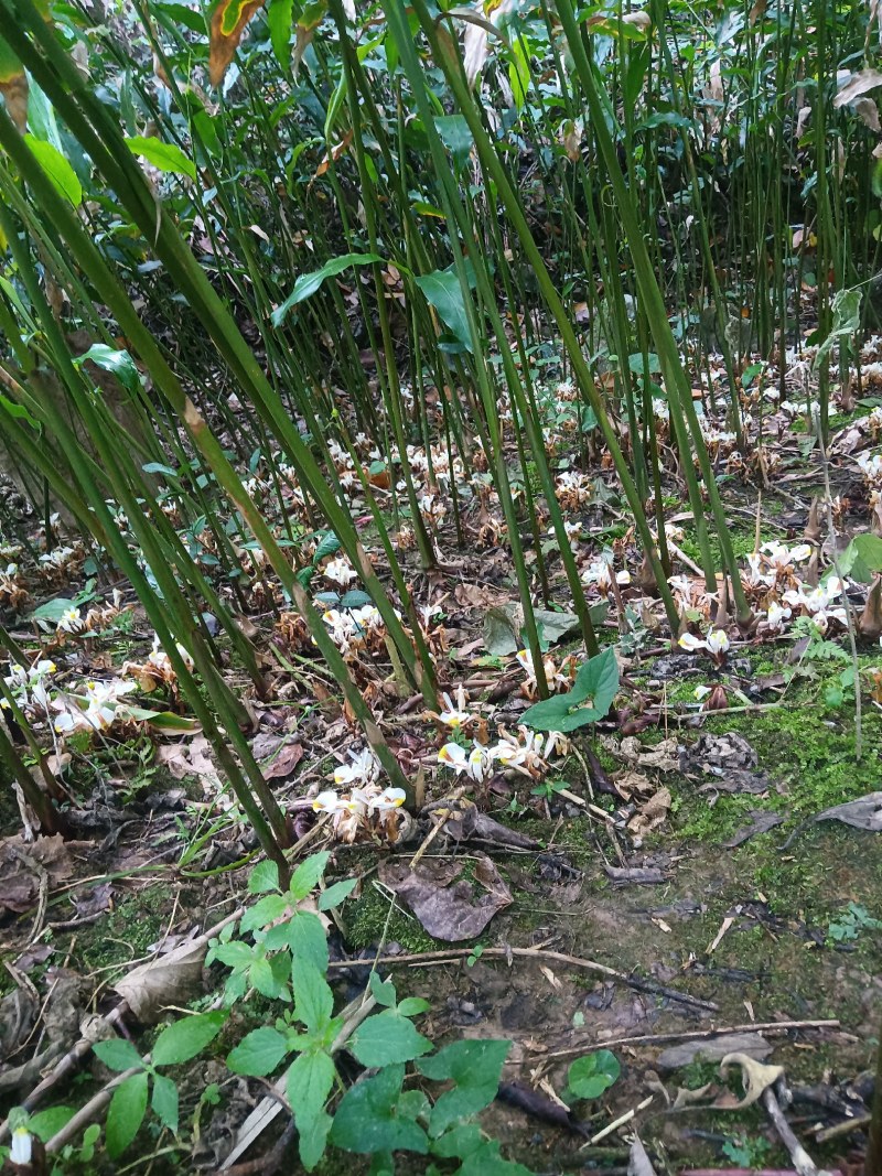 正宗阳春市春砂仁产地直销靓品种黄苗仔