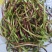 野生藜蒿泥蒿黎蒿非大棚芦蒿腊肉篱蒿蔬菜新鲜当季