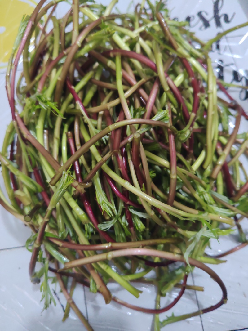 野生藜蒿泥蒿黎蒿非大棚芦蒿腊肉篱蒿蔬菜新鲜当季