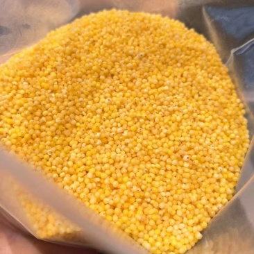 大颗粒小米有货